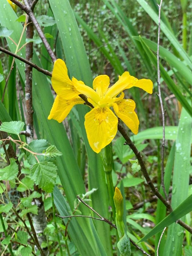 Kabin In The Woods Llandybie Εξωτερικό φωτογραφία