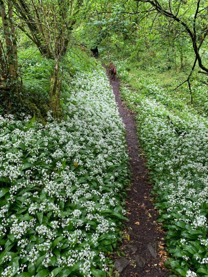 Kabin In The Woods Llandybie Εξωτερικό φωτογραφία