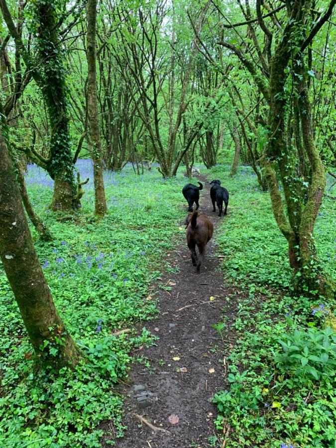 Kabin In The Woods Llandybie Εξωτερικό φωτογραφία