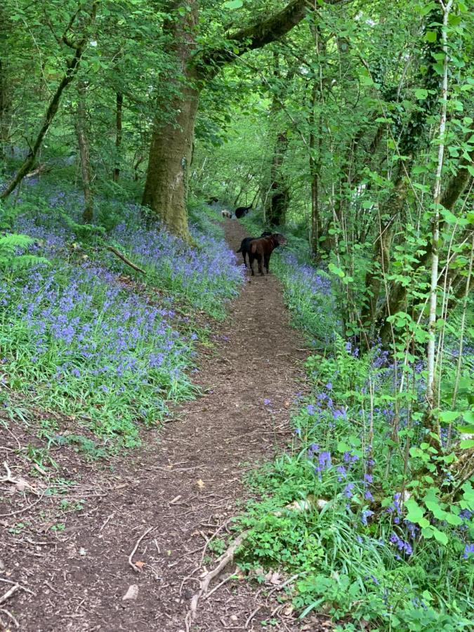 Kabin In The Woods Llandybie Εξωτερικό φωτογραφία