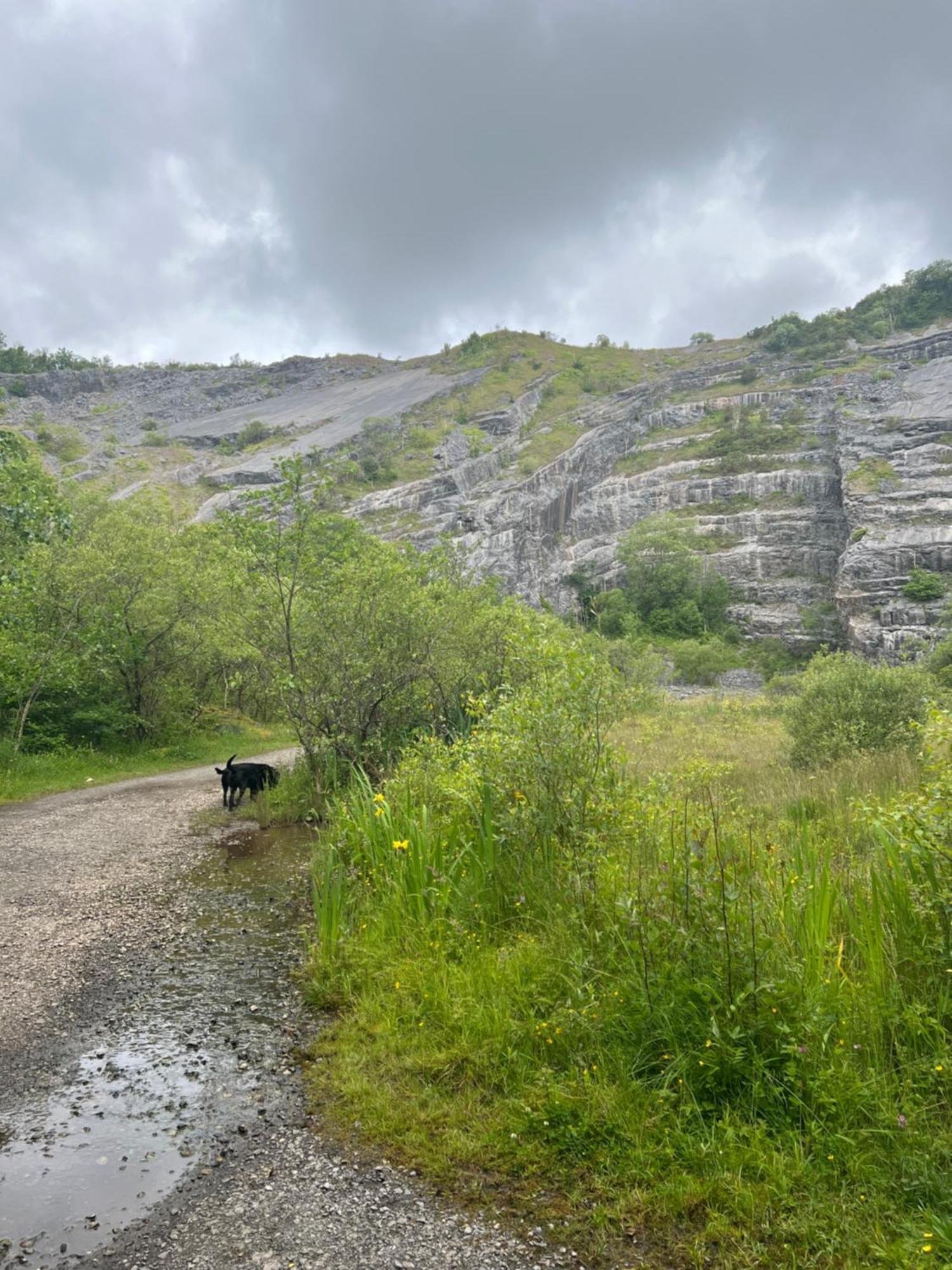 Kabin In The Woods Llandybie Εξωτερικό φωτογραφία