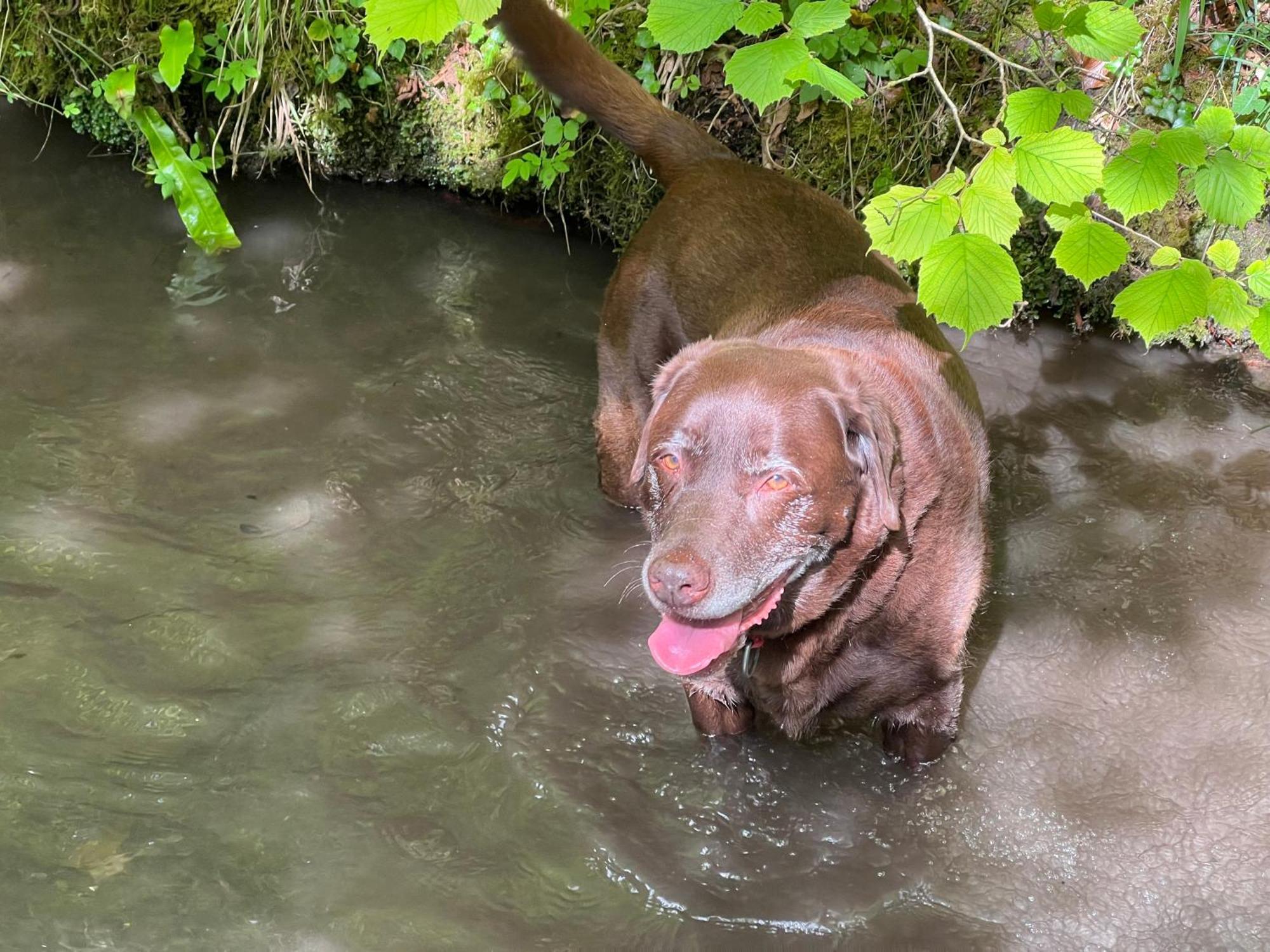 Kabin In The Woods Llandybie Εξωτερικό φωτογραφία