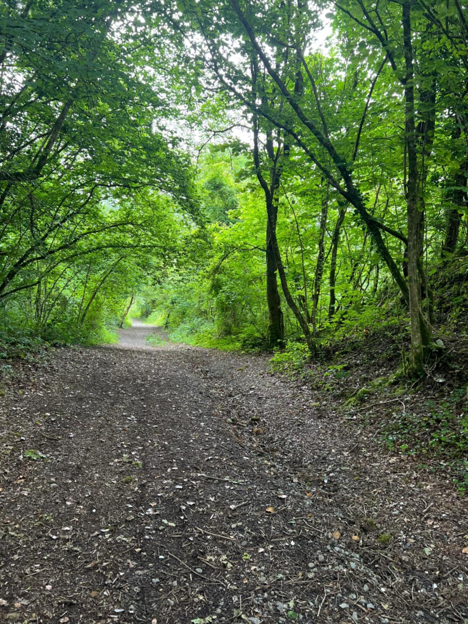 Kabin In The Woods Llandybie Εξωτερικό φωτογραφία