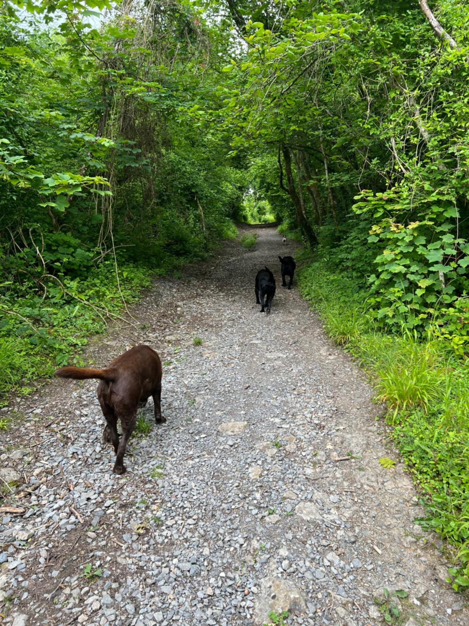 Kabin In The Woods Llandybie Εξωτερικό φωτογραφία